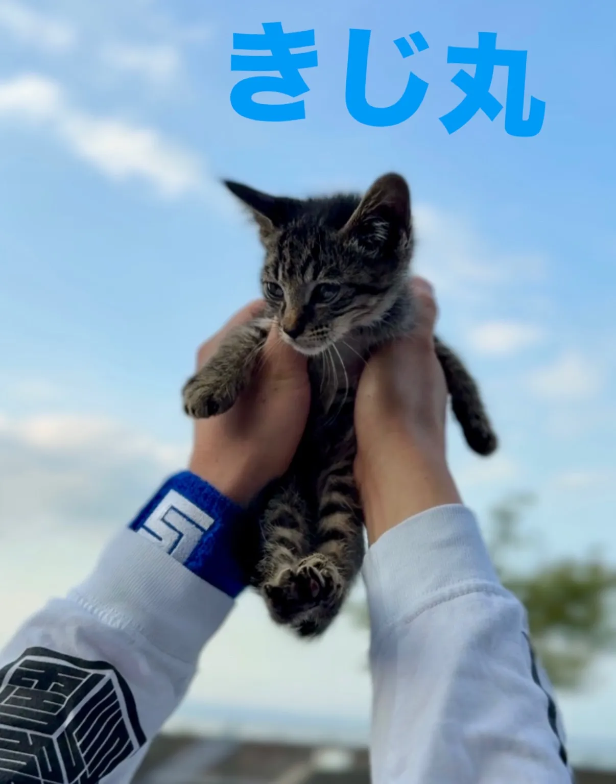 【オス猫のキジ丸】