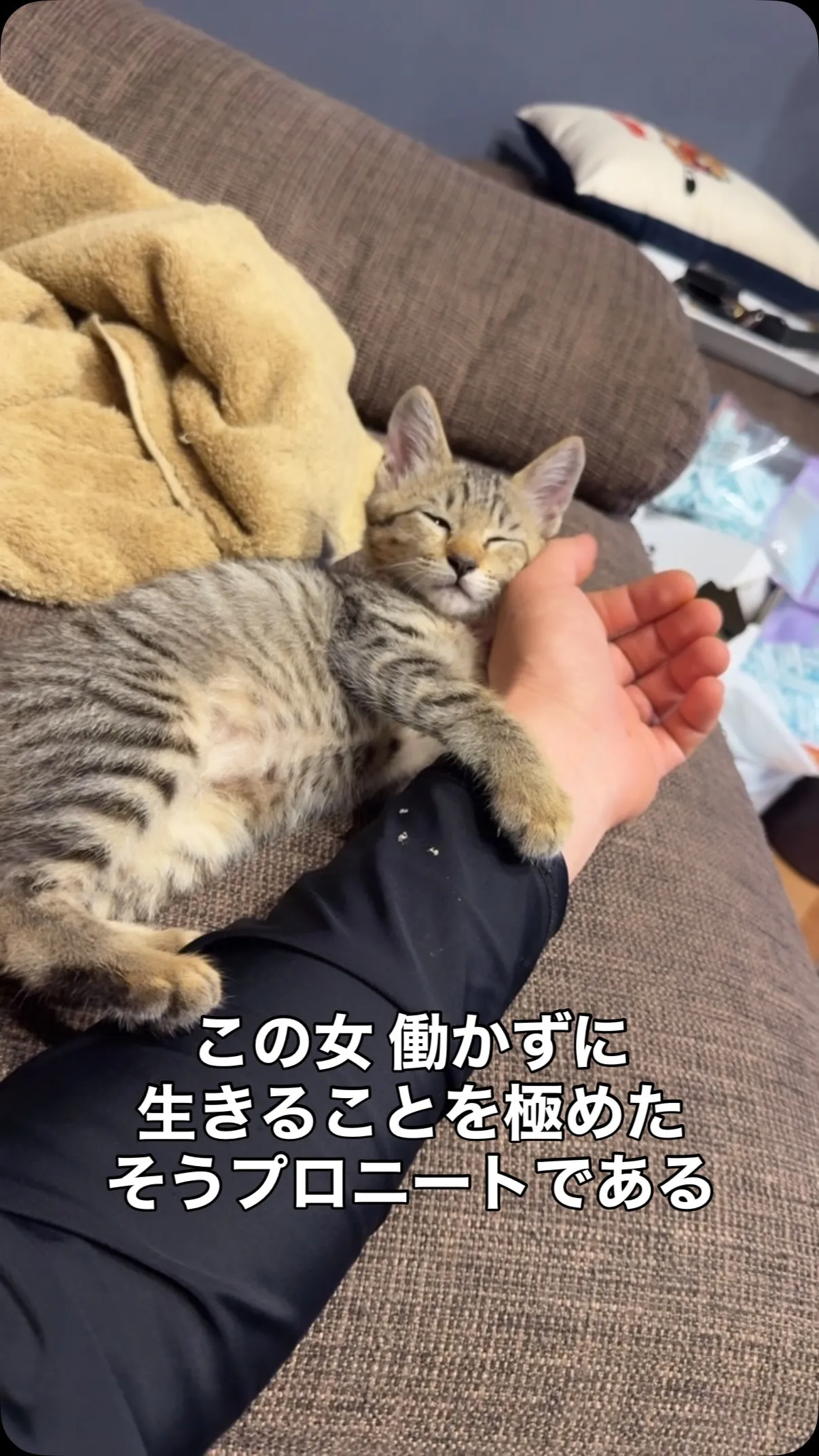 新しい家族、保護猫の きじな🐈‍⬛(メス)